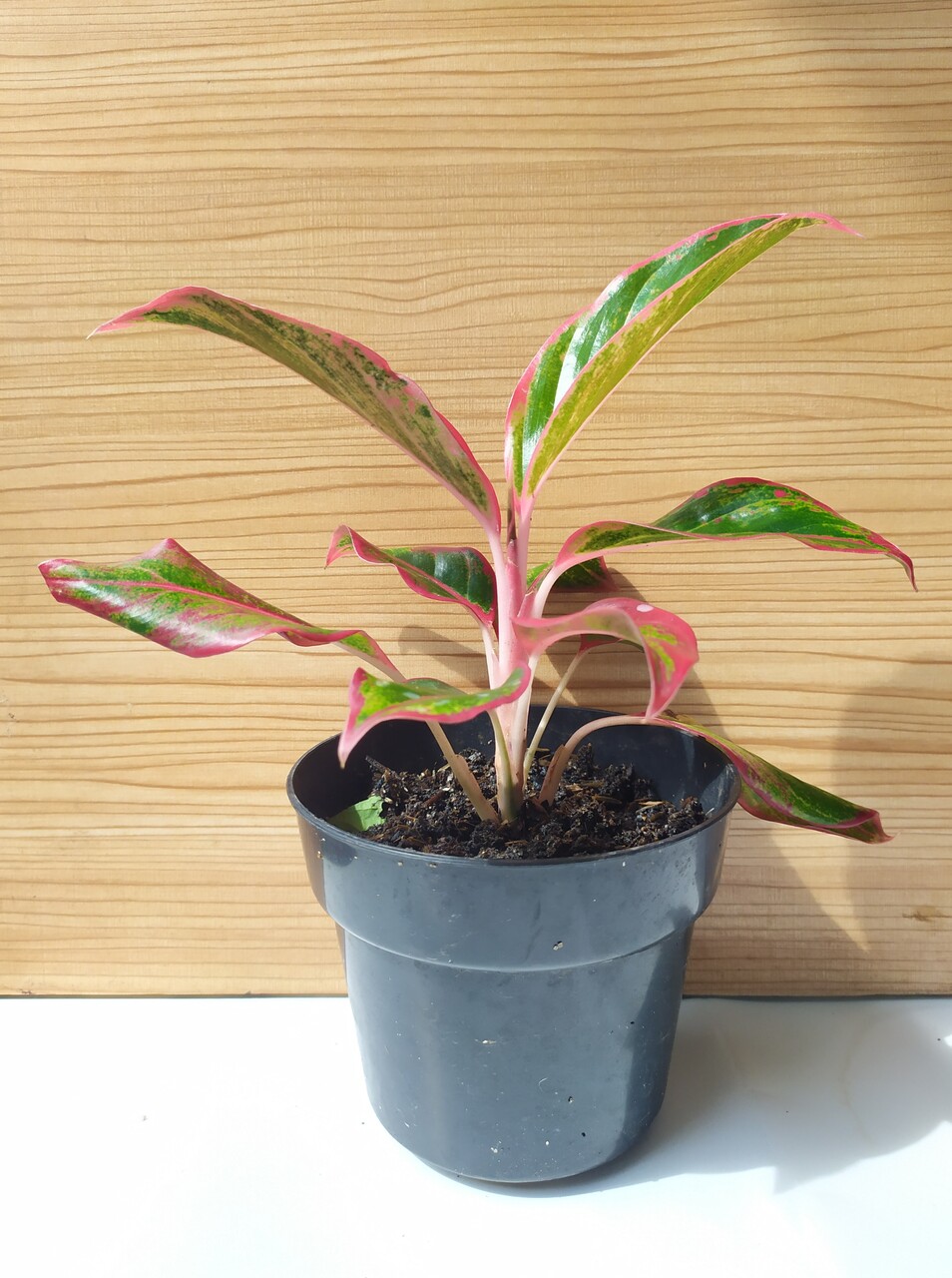 Image of a Chinese evergreen plant.