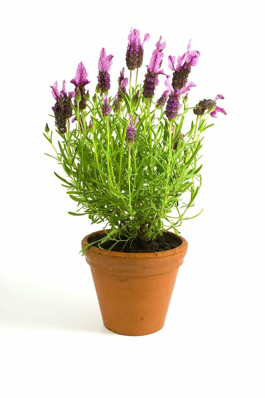Image of a lavender plant.