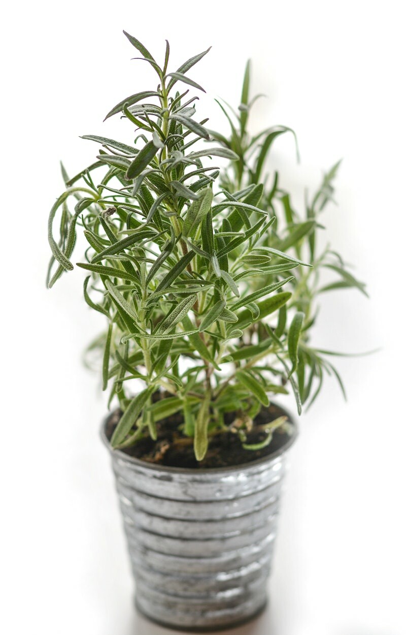 Image of a rosemary plant.